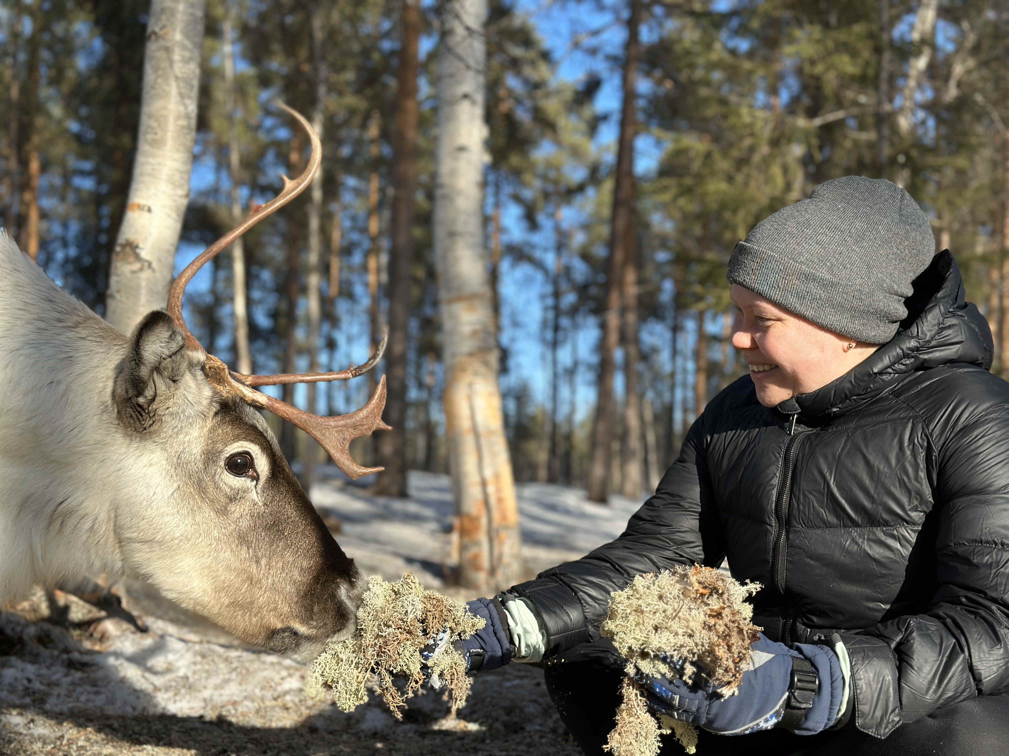 Sami woman feeding a male reindeer