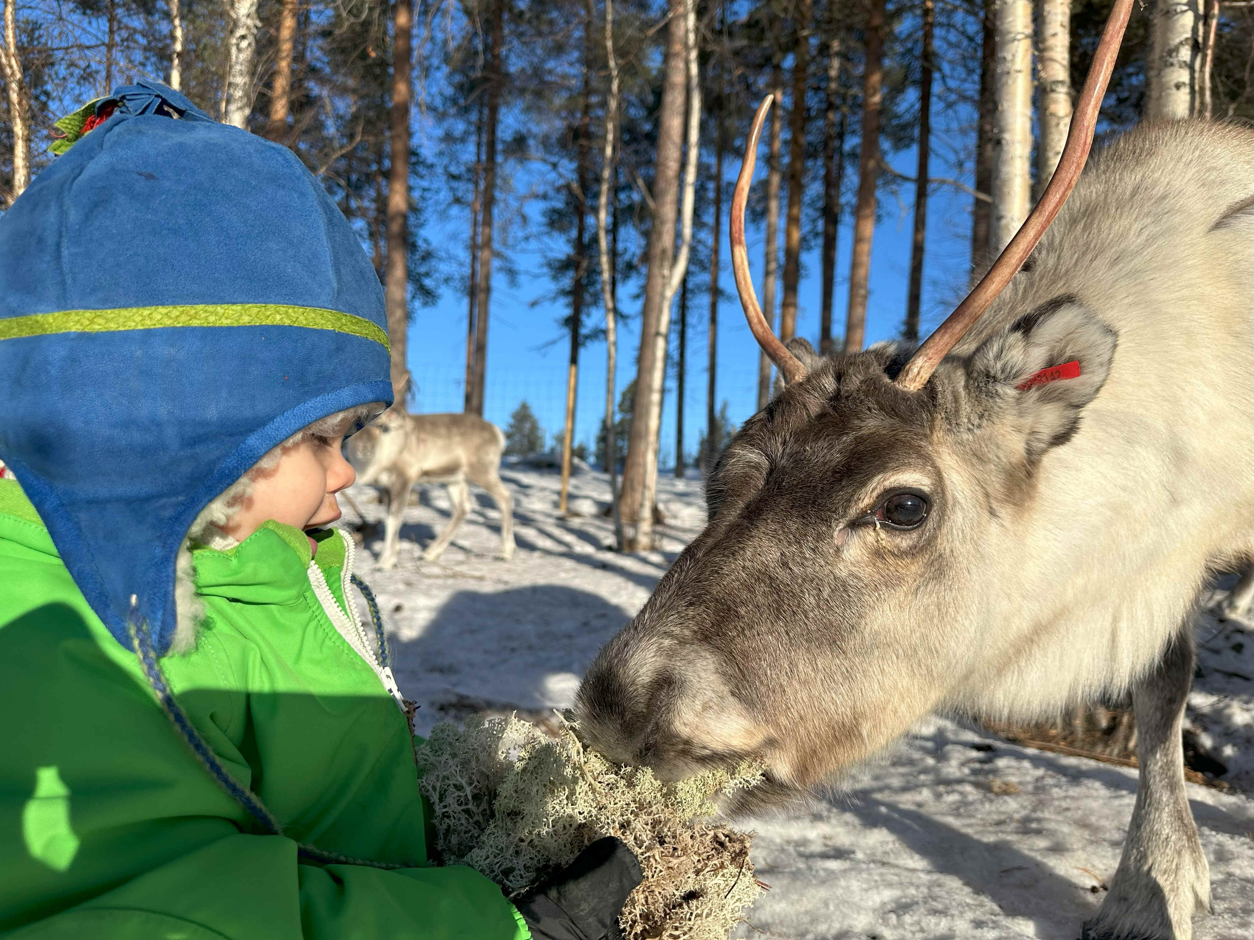 Young sami boy feeding a reindeer-calf
