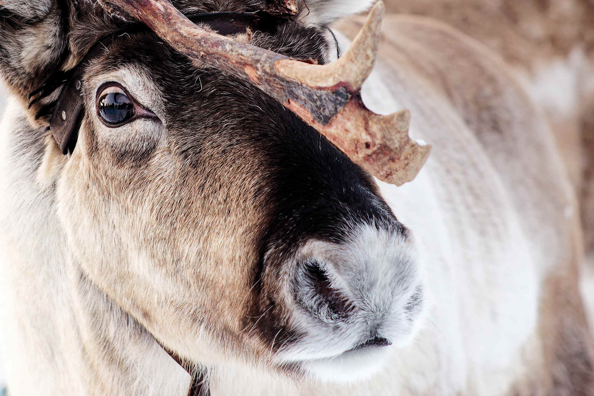 Close-up image of a tame, male reindeer